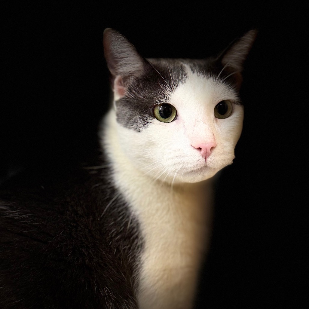 Bean, photo 13