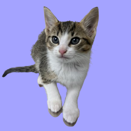 Tusc Stray 81369 2