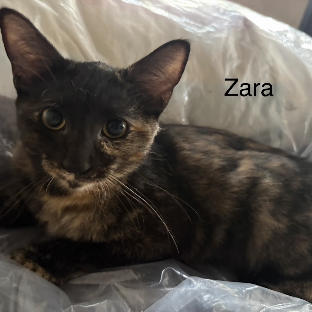 Zara - Costa Mesa Location, photo 3