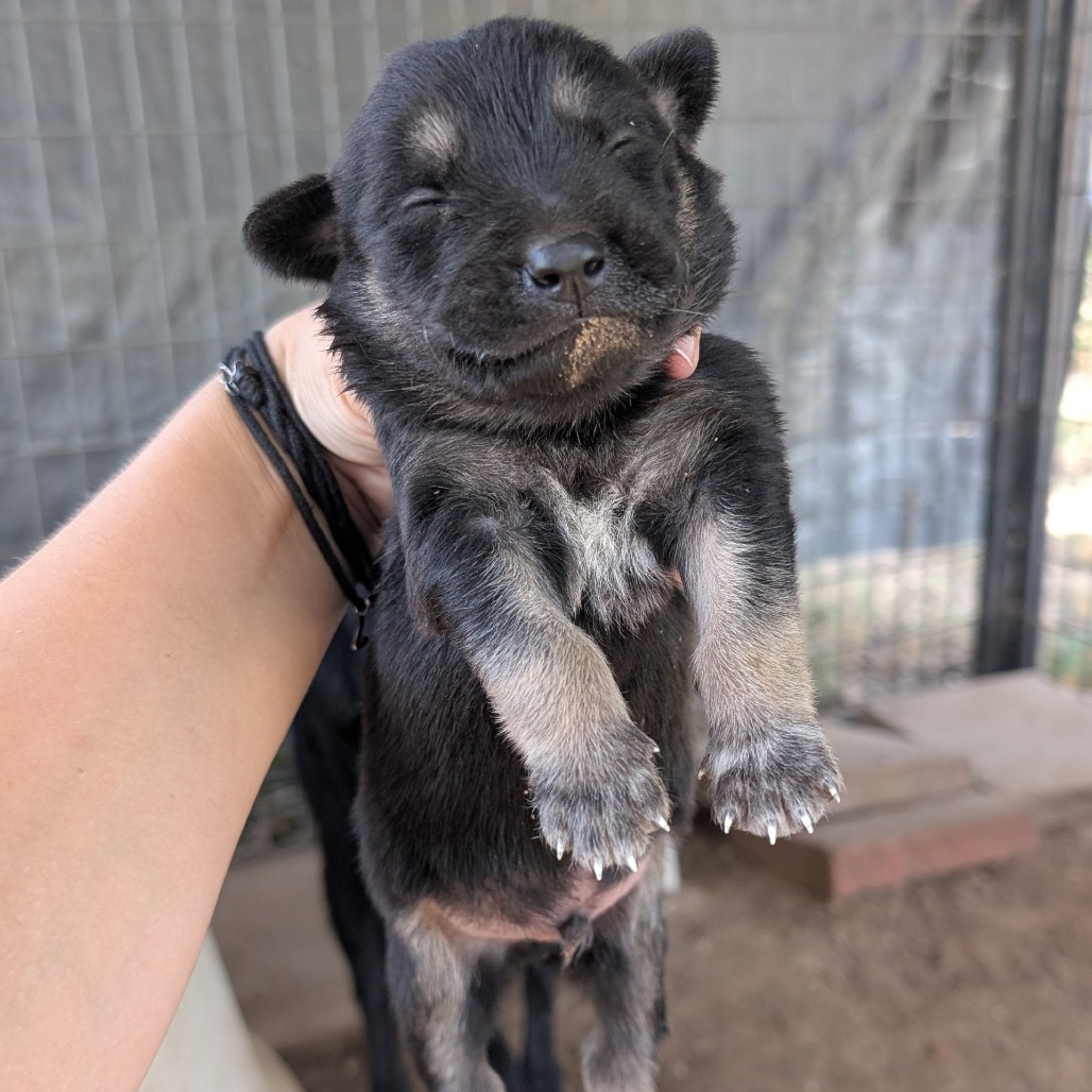 AVICII - Collie, Border / Shepherd available for adoption