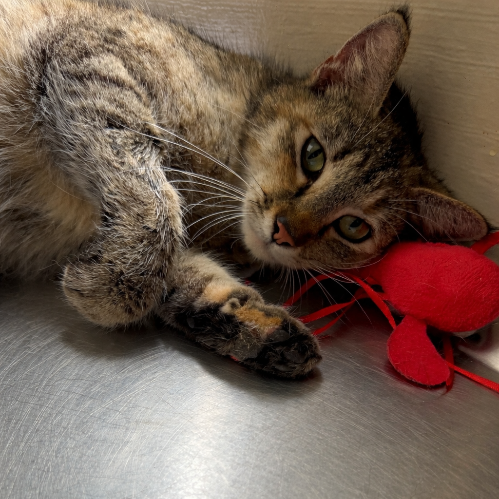  Photo of TUSC-Wildlife-83815