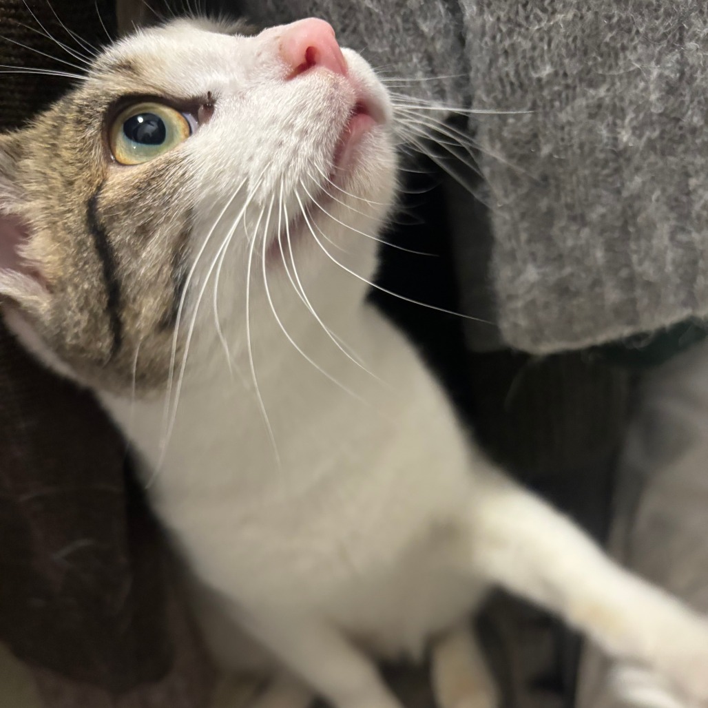 Tulane — thumbnail 10