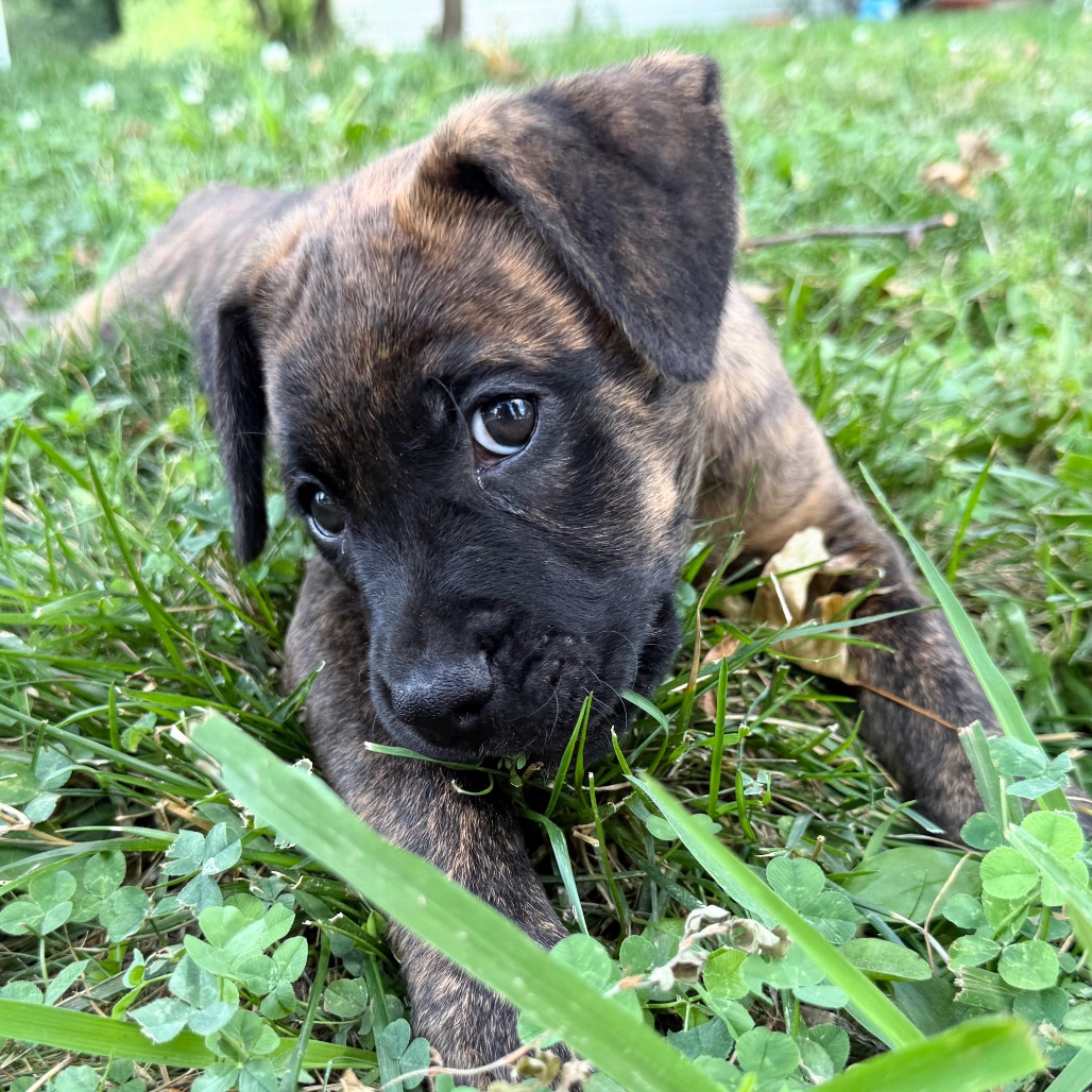 Molly