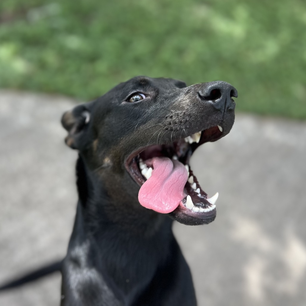 Dior, available for adoption at PVAS
