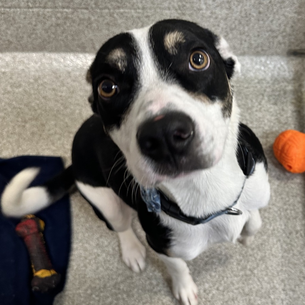 DODGE - Mixed Breed (Medium) available for adoption