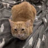 Hot Honey picture #6