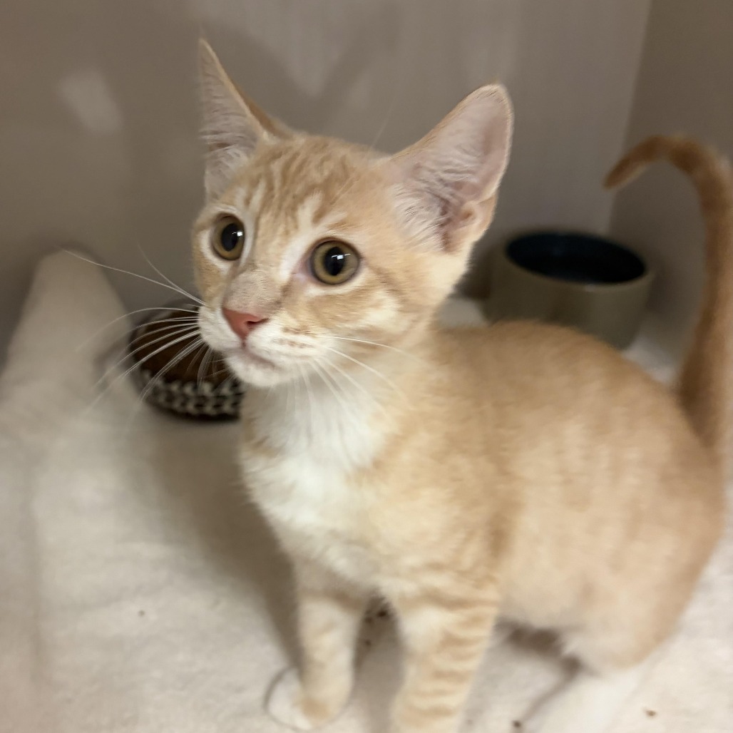 Jack - Domestic Shorthair
