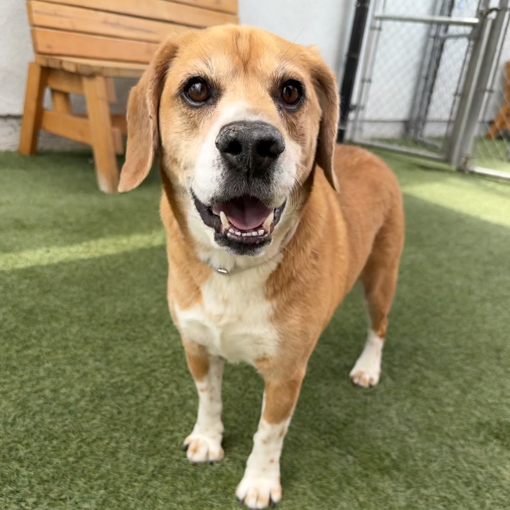 Mister Beagle the 