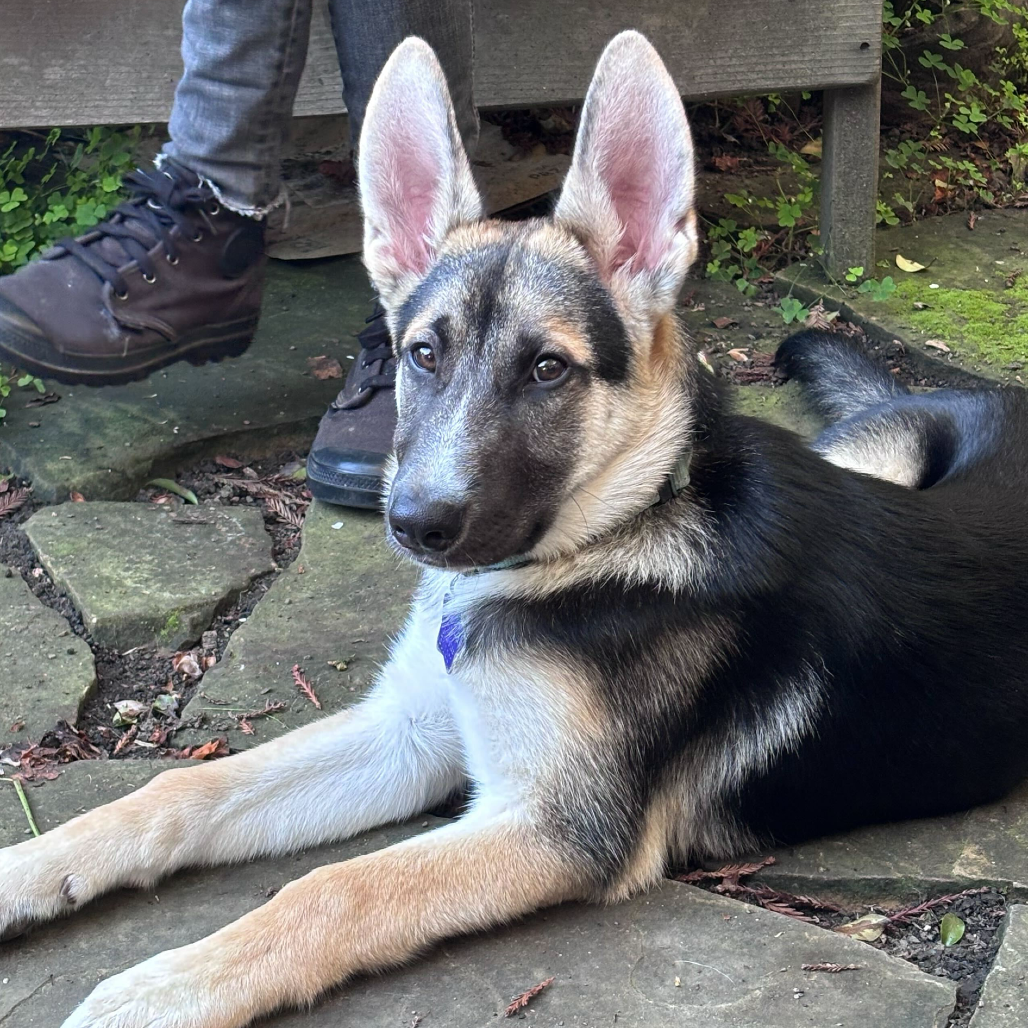 Bruno — thumbnail 4