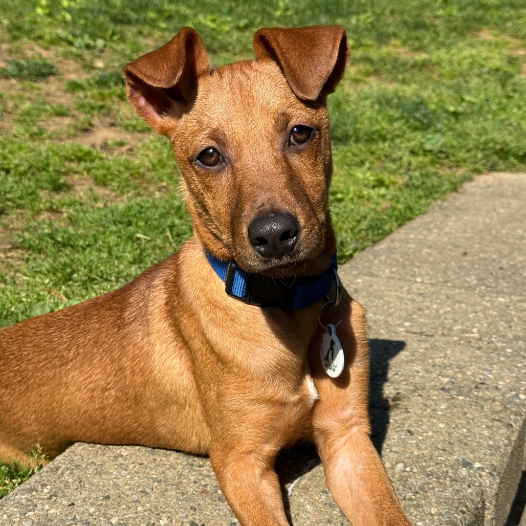 Teddy, photo 14