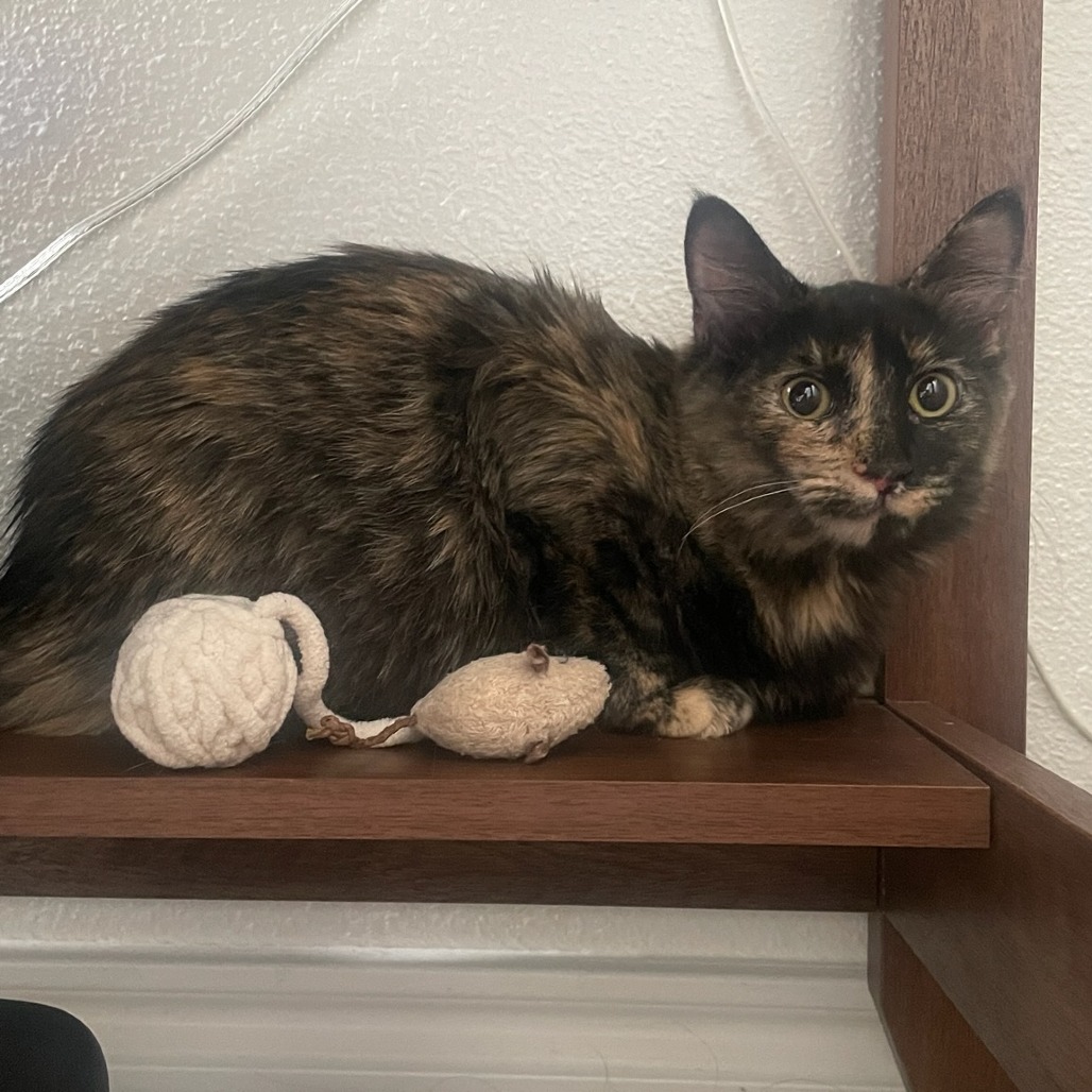 Daphne, photo 8