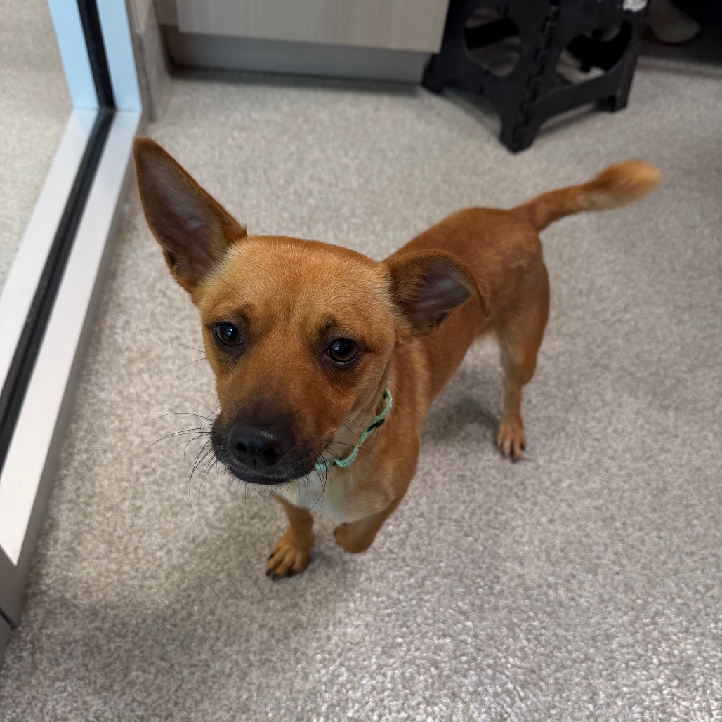 Chihuahua