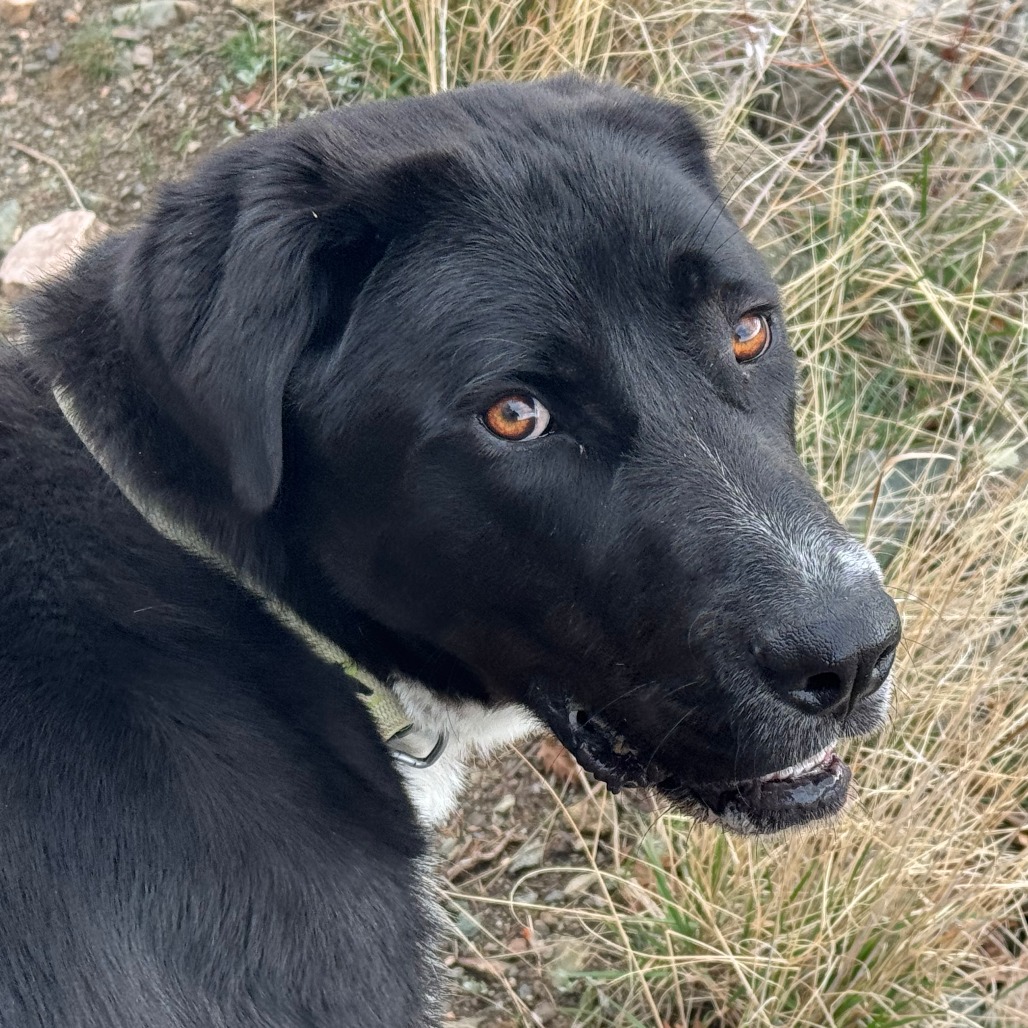 Phoebe — thumbnail 4