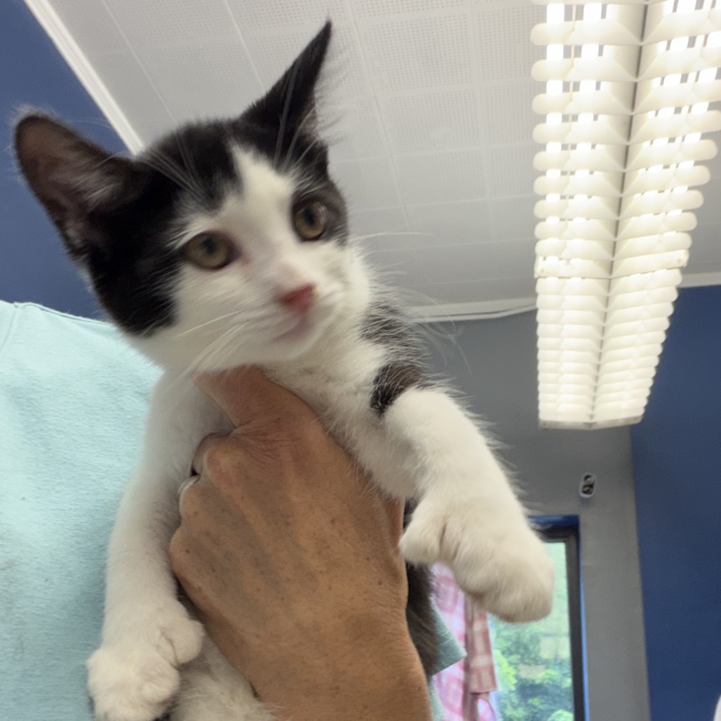 PEDRO - Domestic Shorthair available for adoption