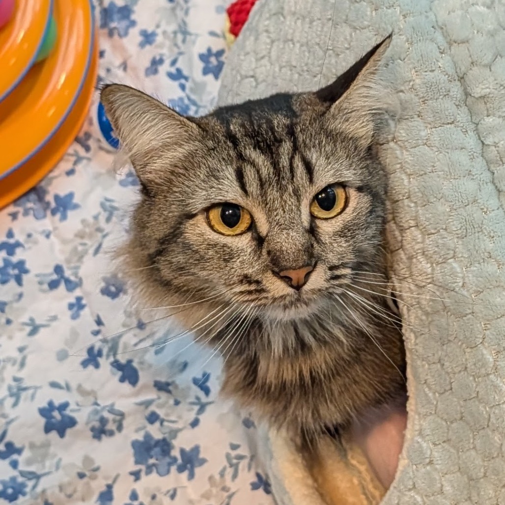 Chillona the Cat
