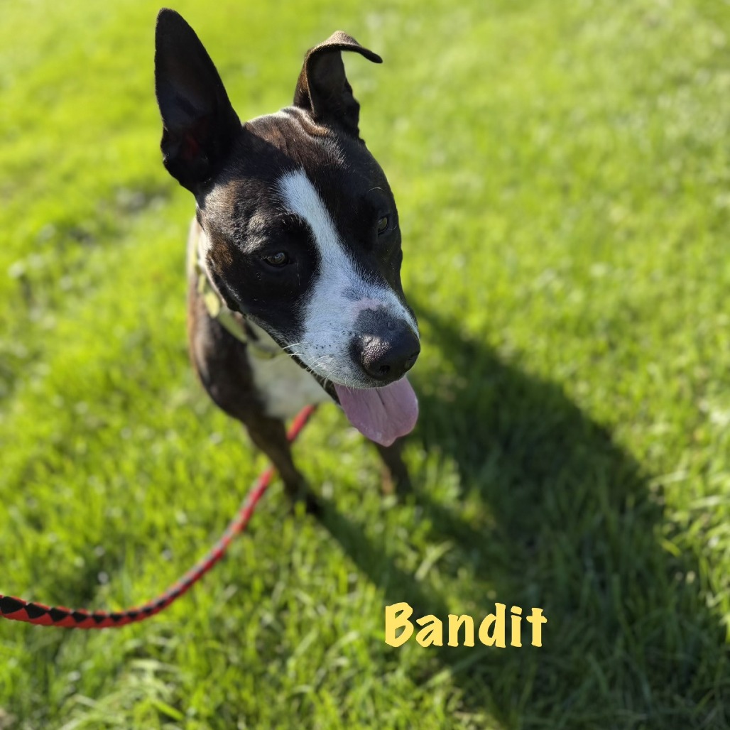 Bandit, photo 10