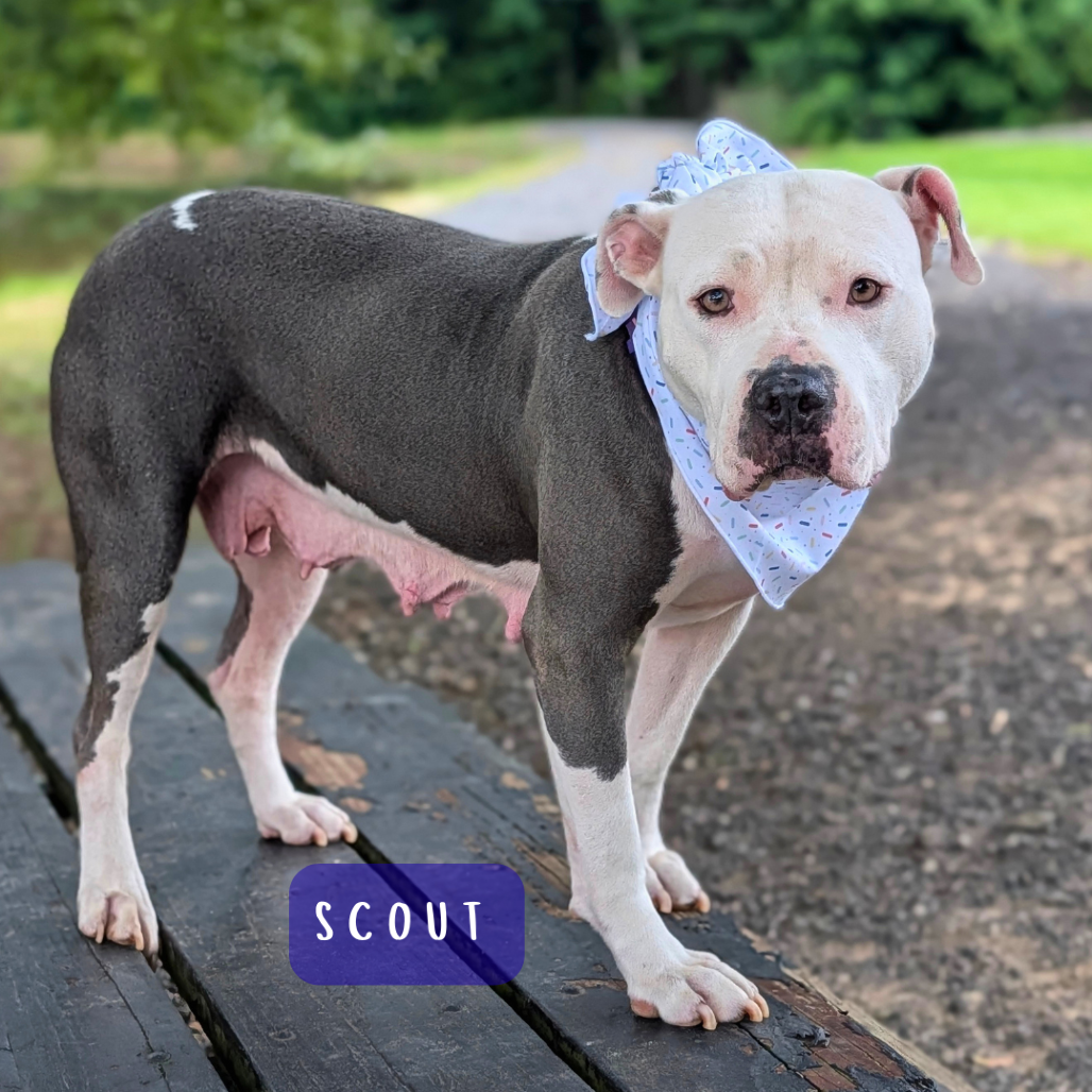 Scout 02-2126, photo 8