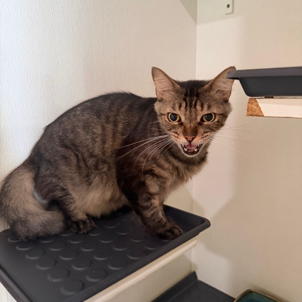 Dakota * Bonded with Atlas * Costa Mesa Location, photo 20