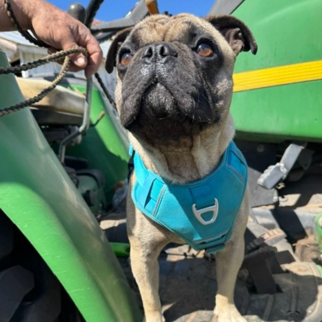 Mack (aka Max), photo 2