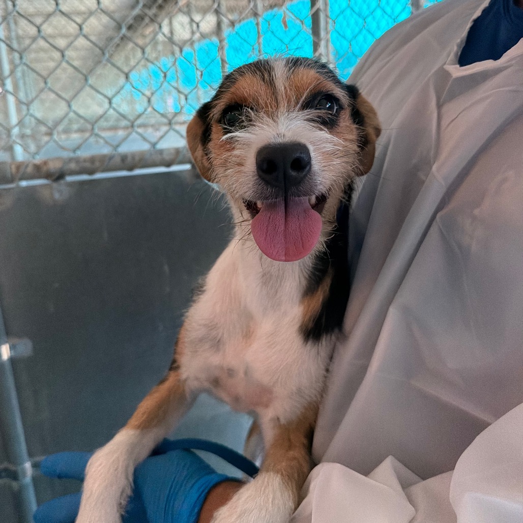 TRINA - Terrier / Mixed Breed (Medium) available for adoption