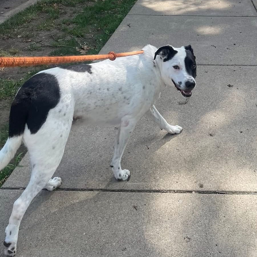 Photo of Buddy 8