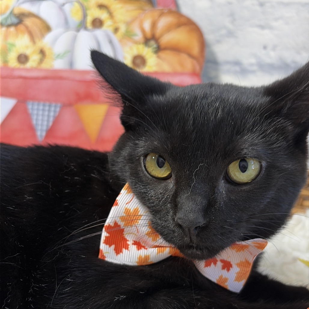 Onyx, photo 3