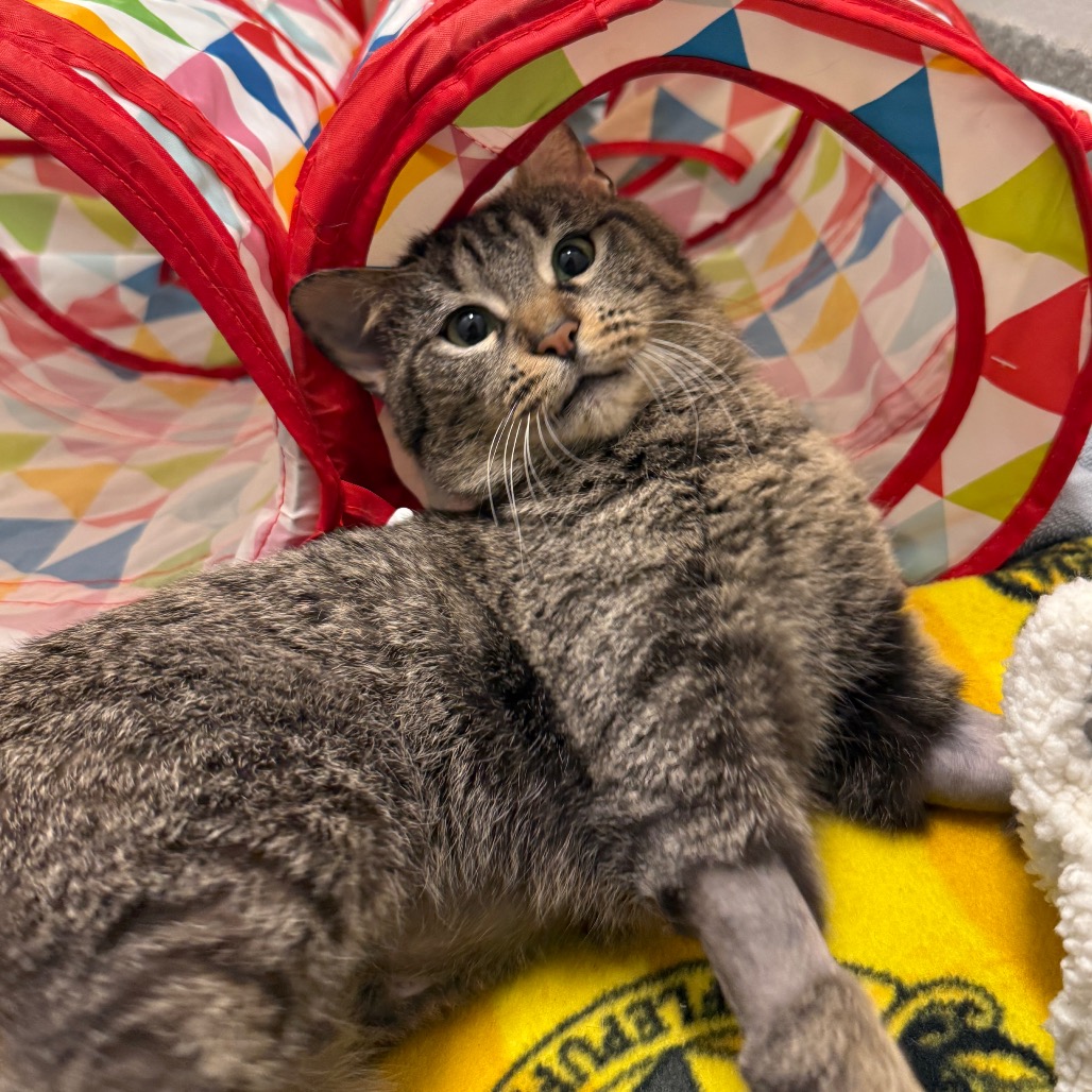 Maxine — thumbnail 5