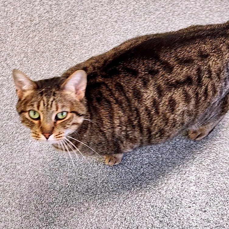 Ziggy C12188