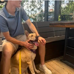 RONALDO - Akita / Mix available for adoption