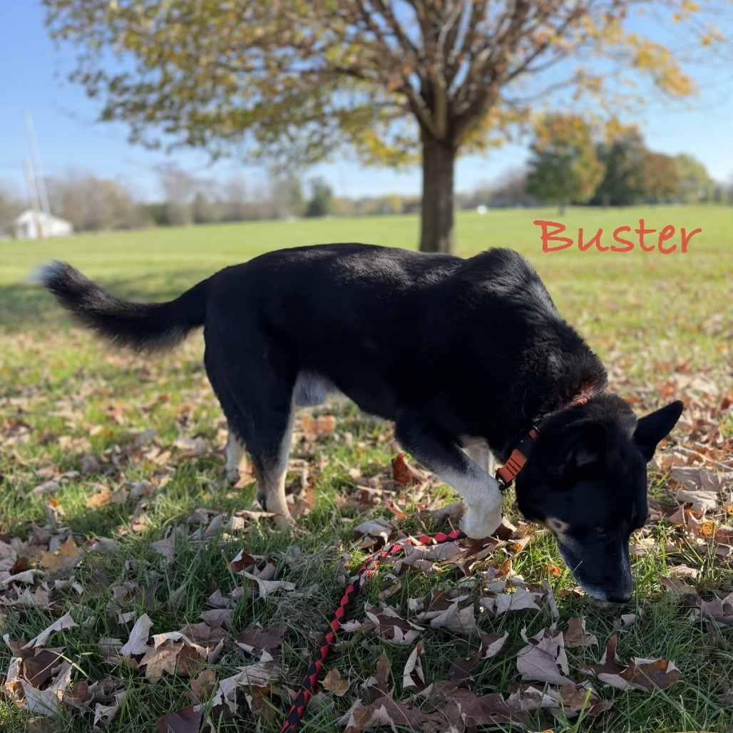 Buster, photo 3
