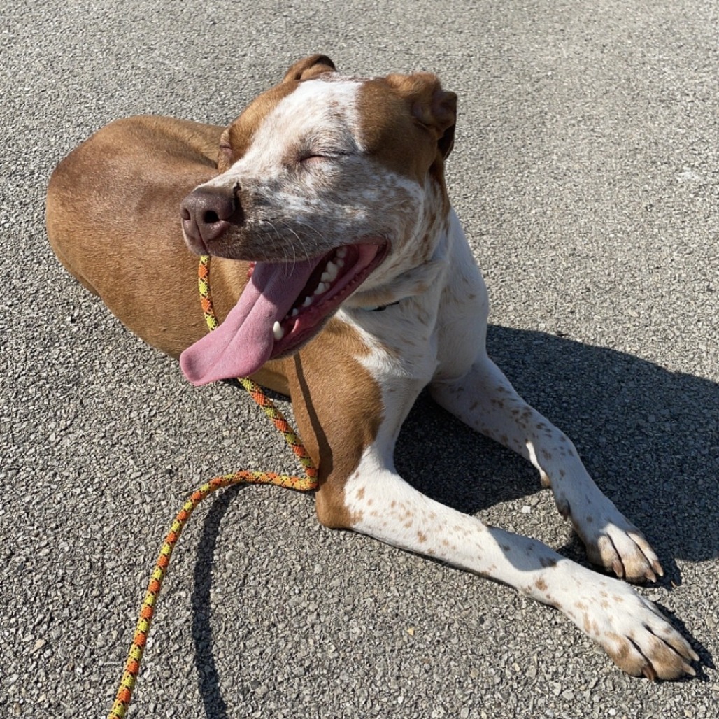 Bentley - Home to Home, photo 11