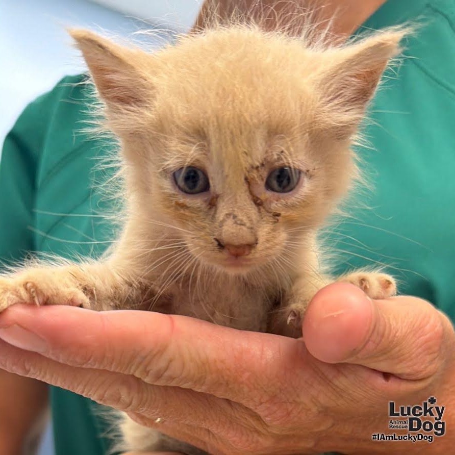 TONTO - Domestic Medium Hair available for adoption