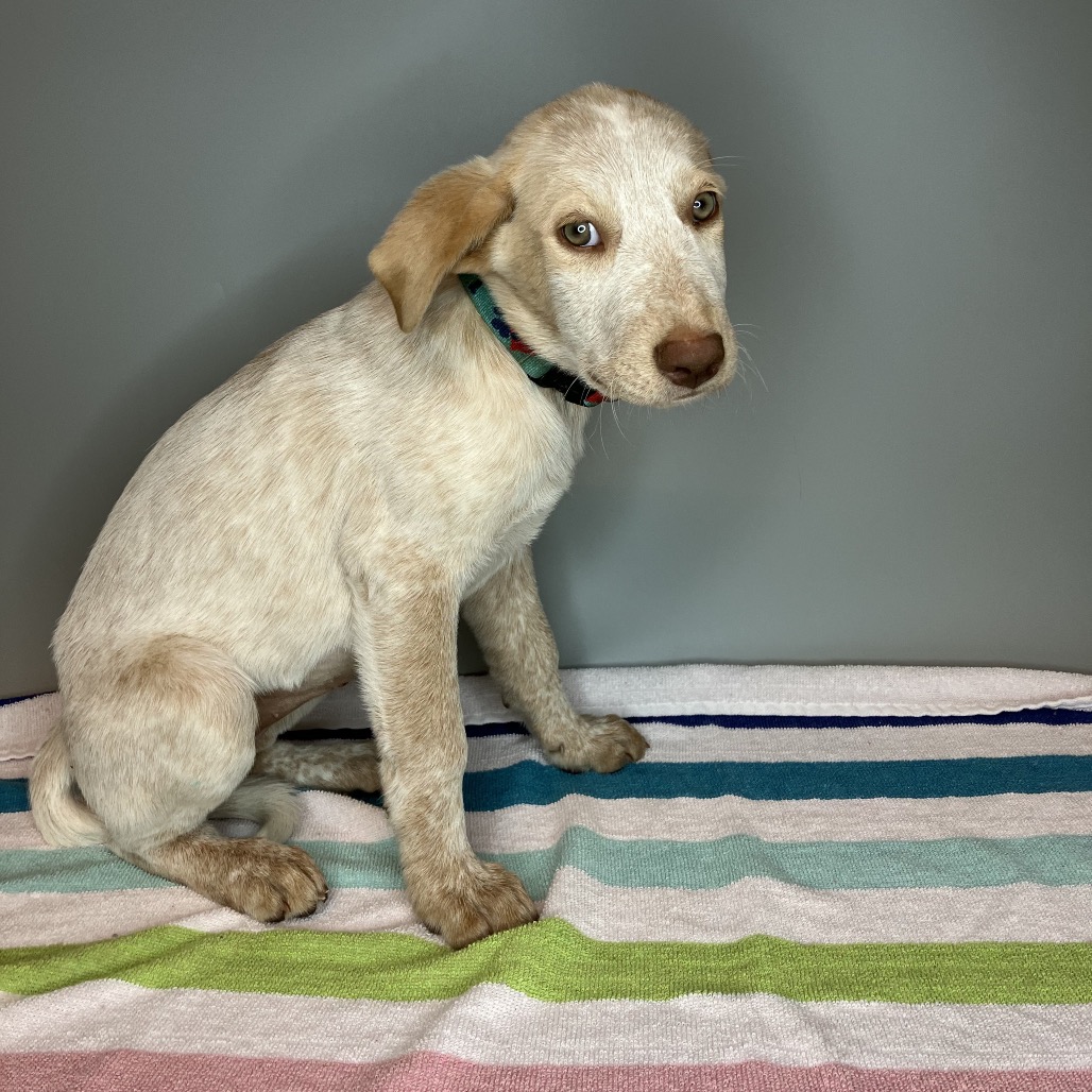 KIKI - Retriever / Labrador for adoption in San Antonio