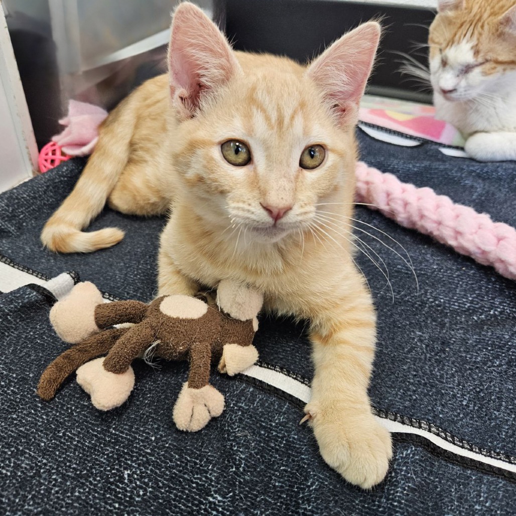 Desert 29 — thumbnail 7