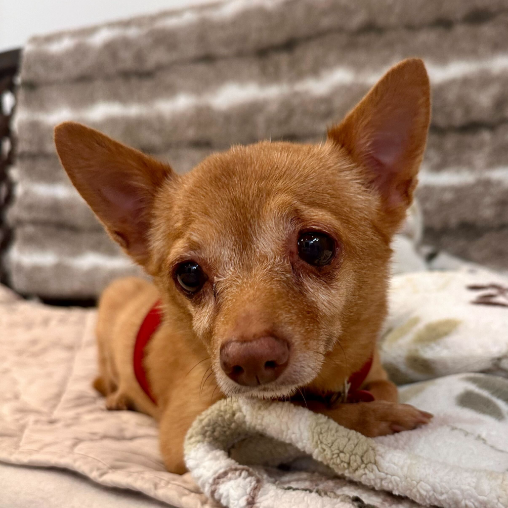 Joan of Arc 13797 — thumbnail 2