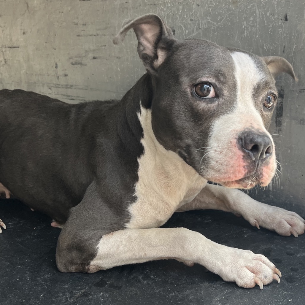 ADELINE - Terrier / Pit Bull available for adoption