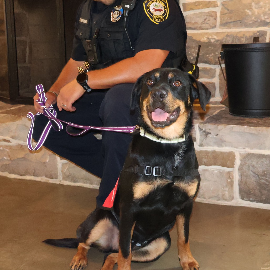 MAZIE - Mixed Breed (Medium) available for adoption