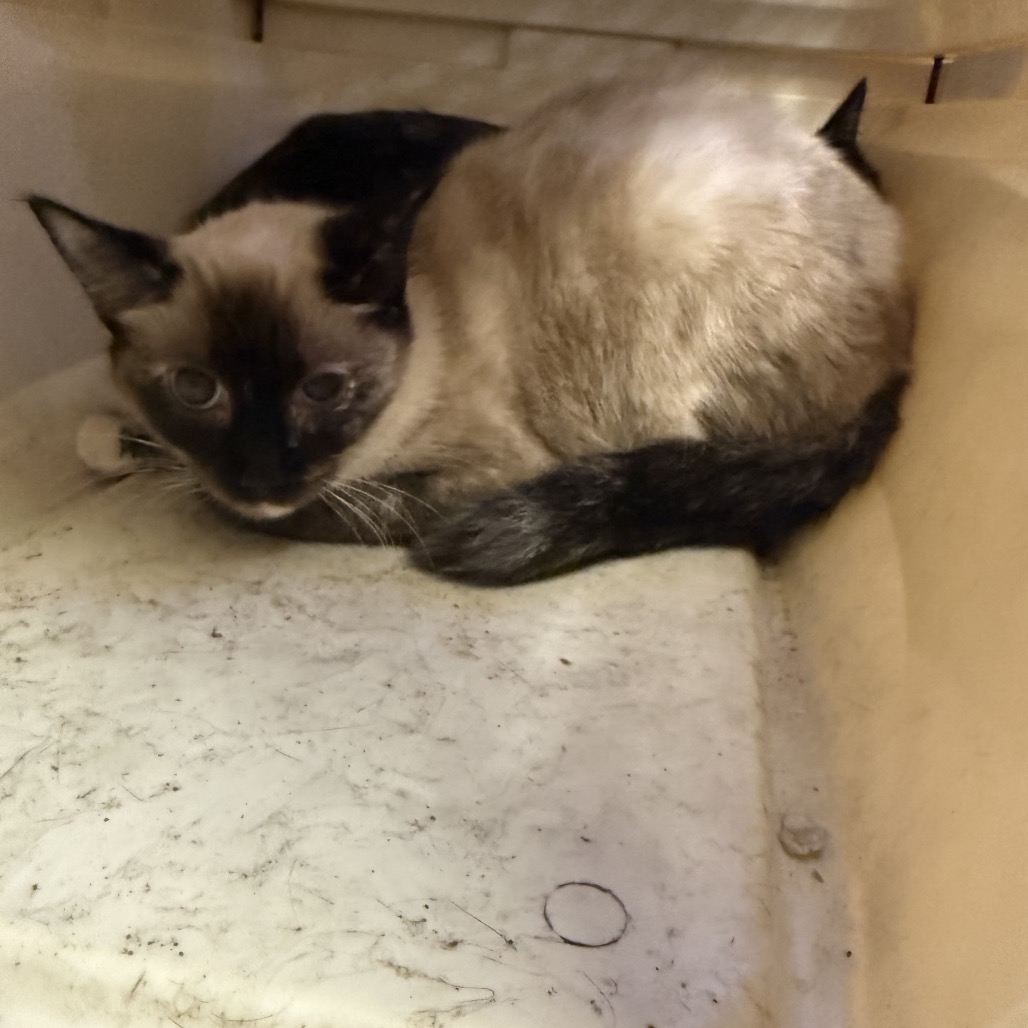 Tusc Stray 85570 2