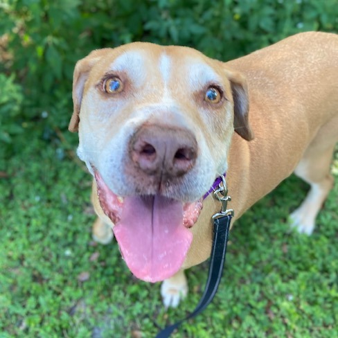 CLOVER - Mixed Breed (Large) available for adoption