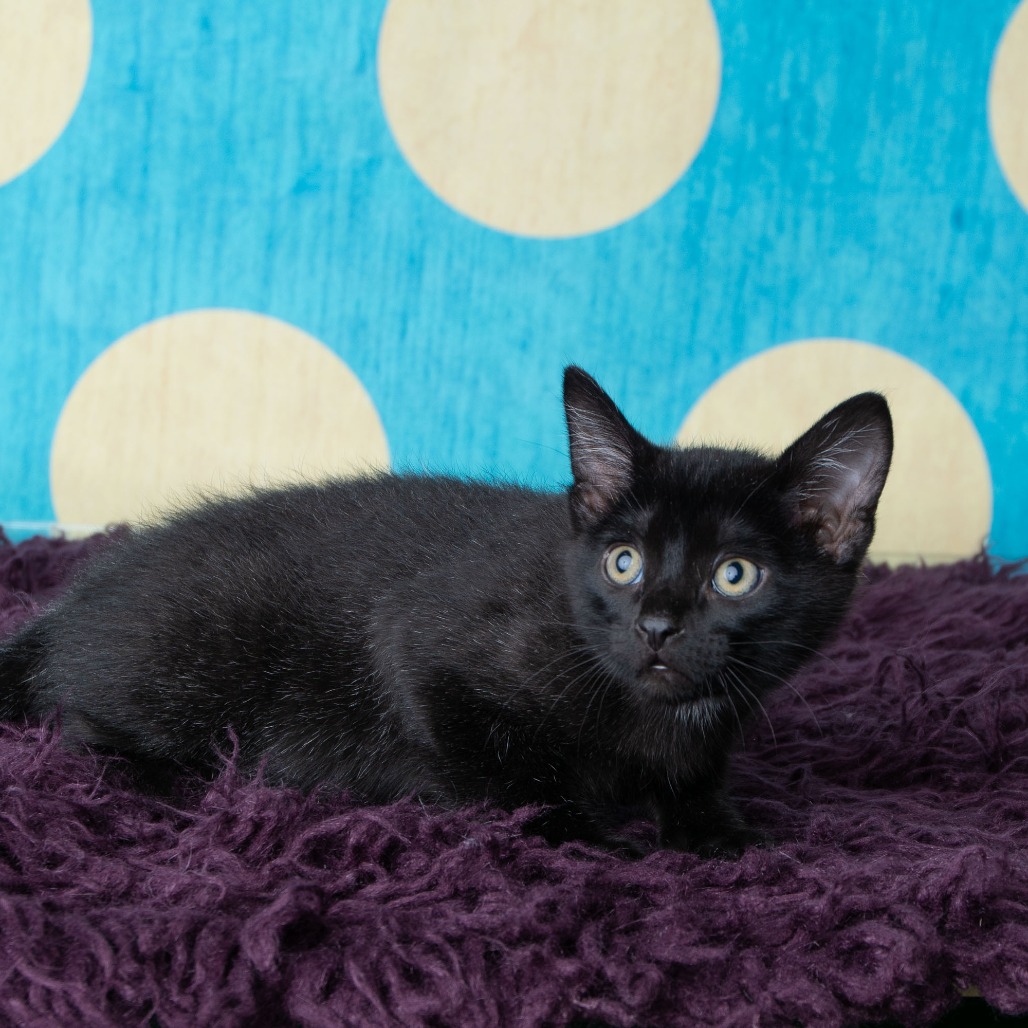 Zorro, photo 5