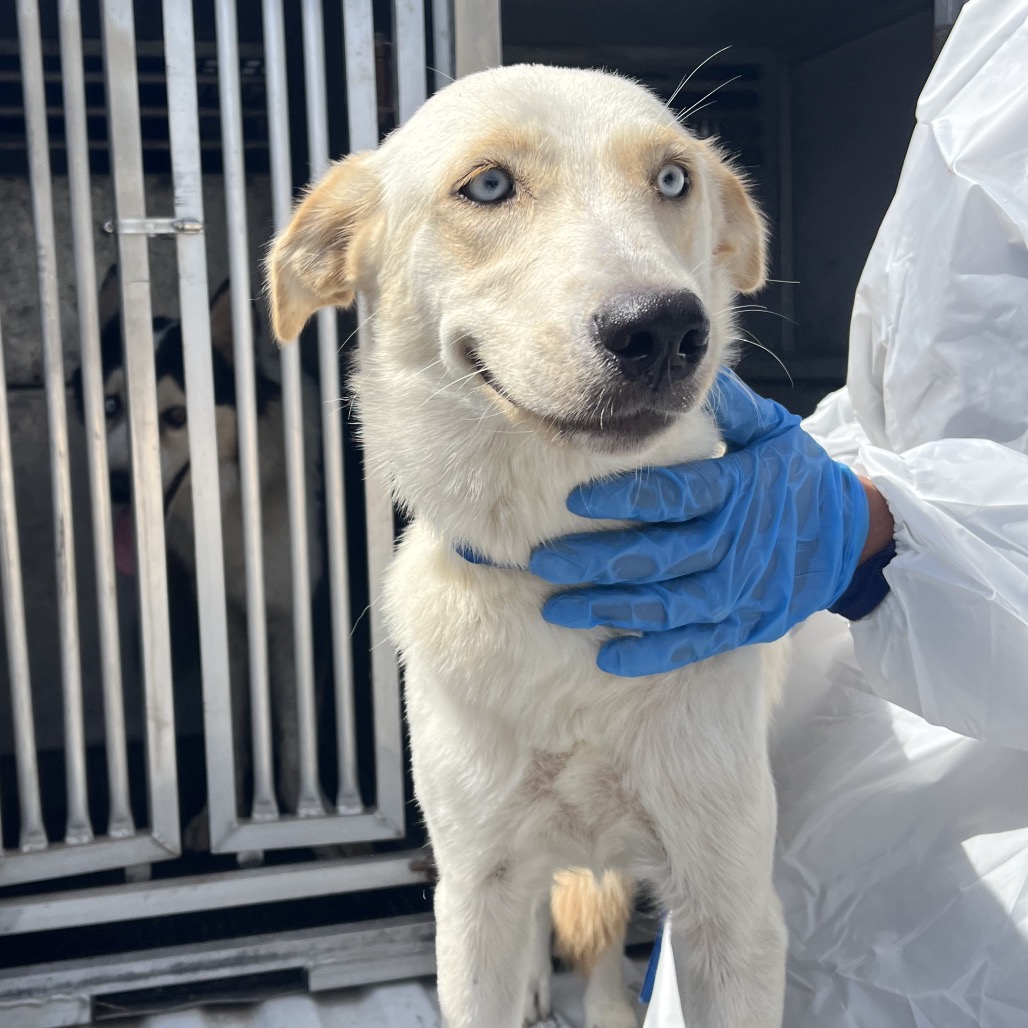 JIGGLYPUFF - Shepherd available for adoption
