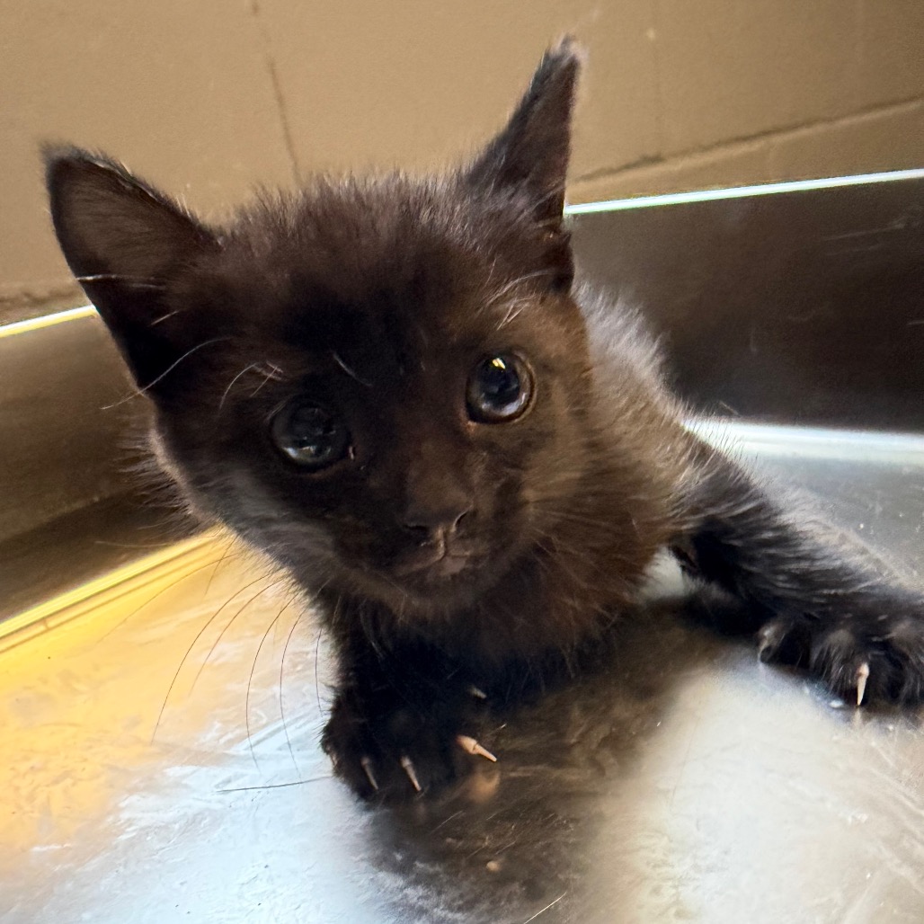 Tusc Stray 84095 2 3