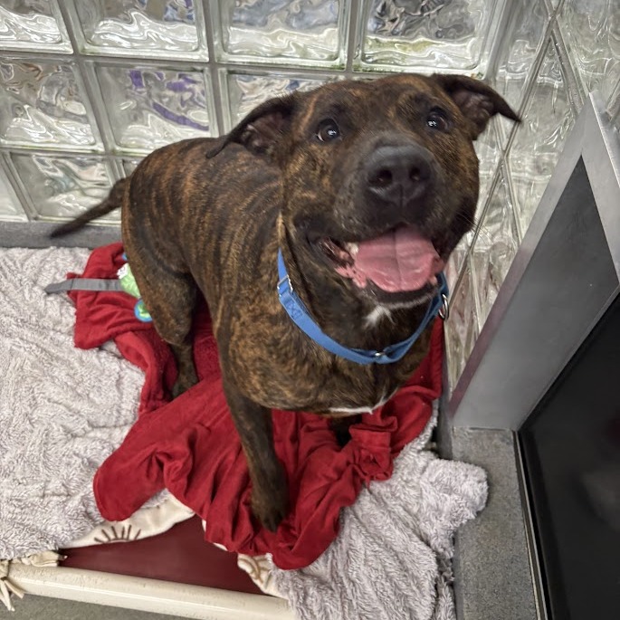 Photo of Dora the Explorer 5