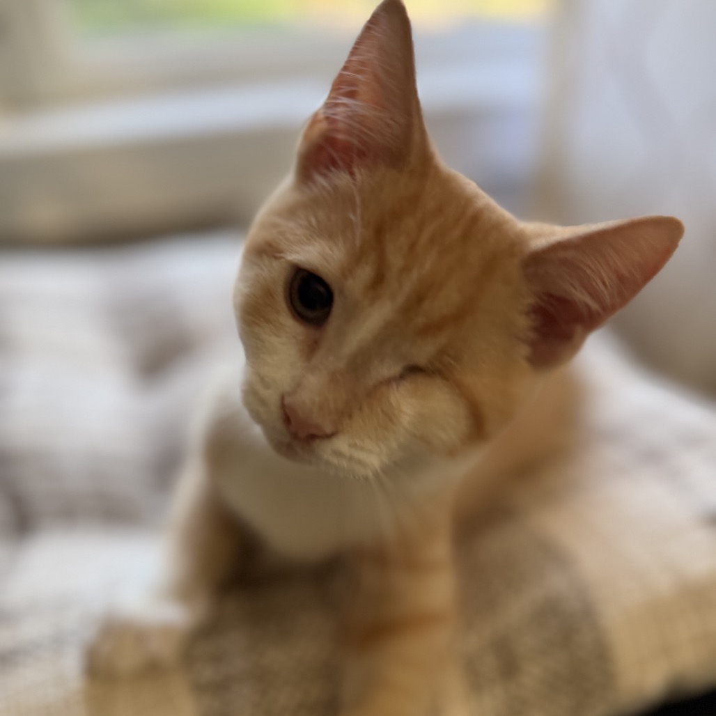 DAFFY - Domestic Shorthair available for adoption