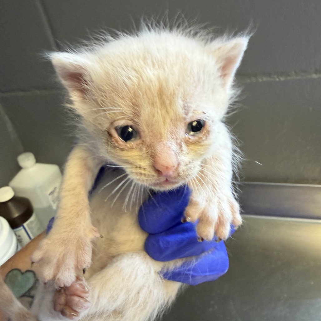 Tusc Stray 84079 2 3