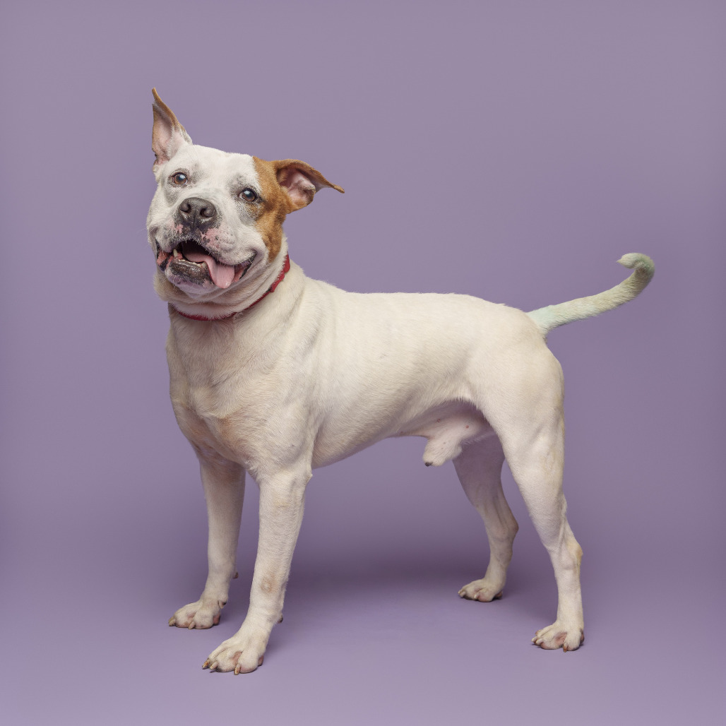 Photo of Dexter 18