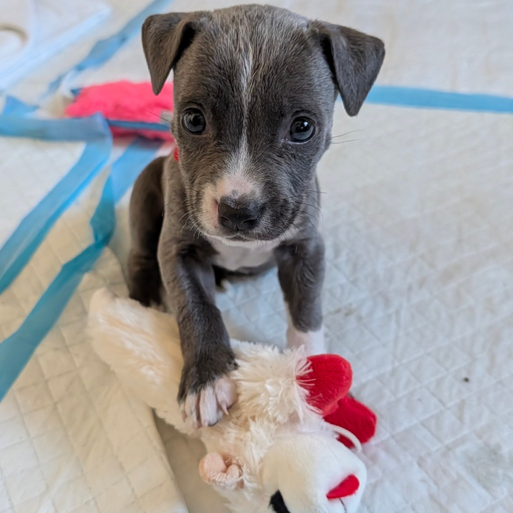 Cranberry — thumbnail 9