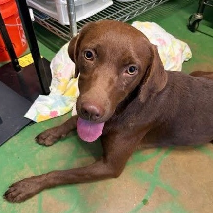 Bella Joe, photo 4