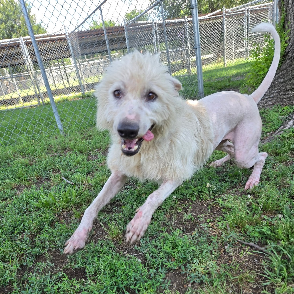 Shaggy photo 10