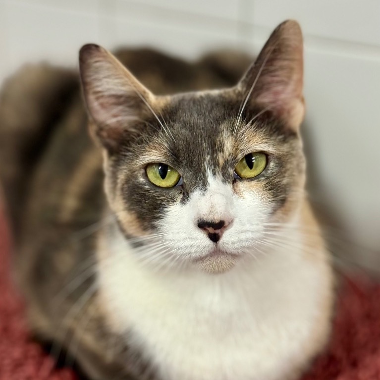 Another portrait of Rosaline